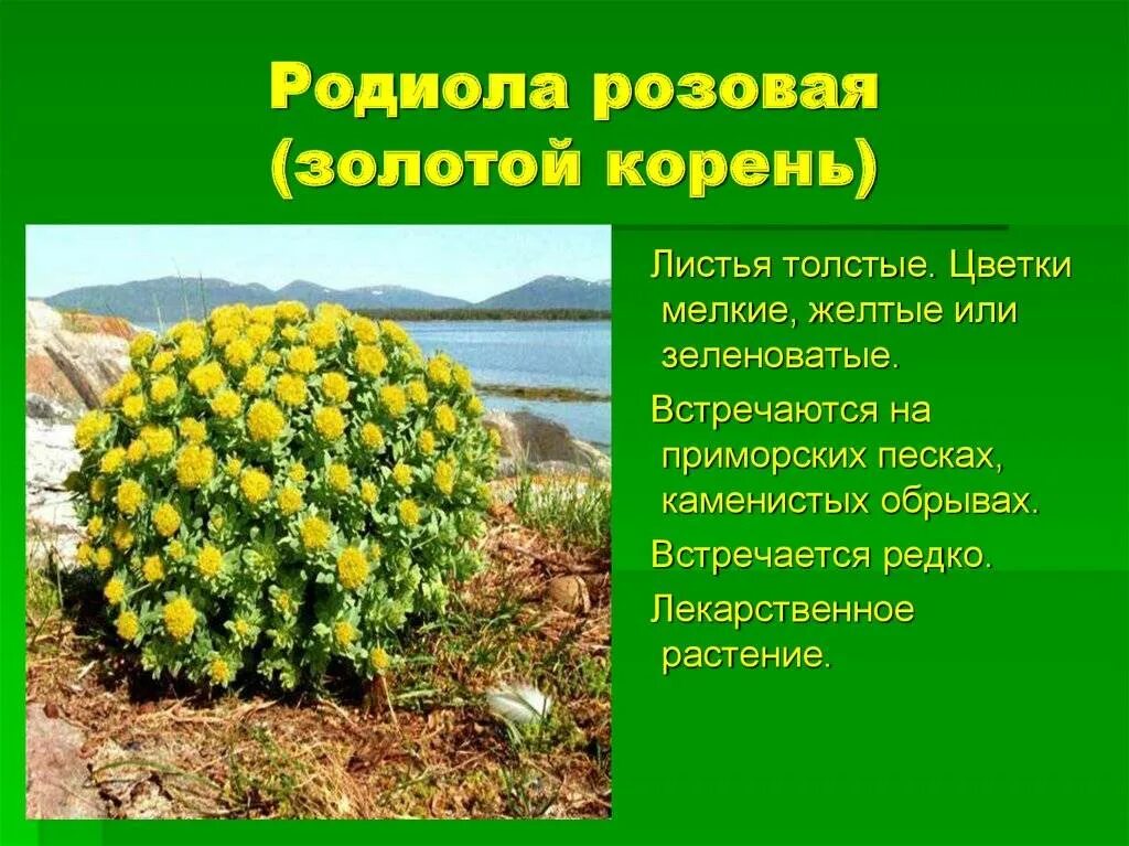 Родиола розовая растет. Золотой корень родиола цветок. Растение родиола розовая (золотой корень). Родиола розовая Алтайский заповедник. Родиола розовая на Полярном Урале.