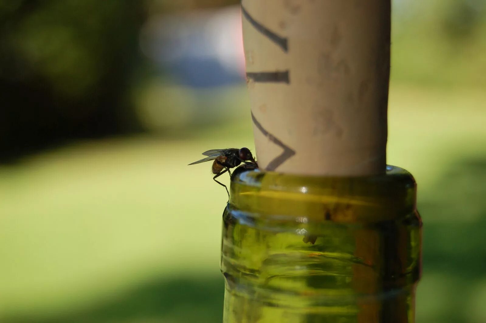 Drink fly. Пьяные насекомые. Муха в бутылке.