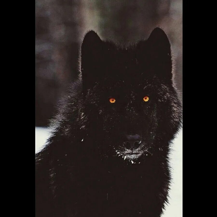блэк вольф. канадский вольфхунд. морда черного волка. включи черный волк. черные волки черная бригада.