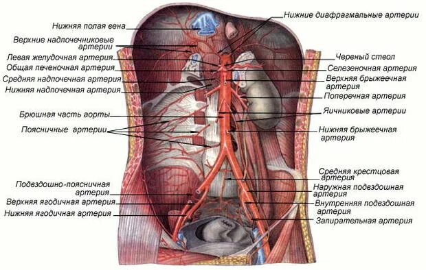 Артерии брюшной полости анатомия. Анатомия брюшной аорты и ее ветвей. Верхняя эпигастральная артерия анатомия. Топографическая анатомия брюшной аорты. Артерии органов брюшной полости