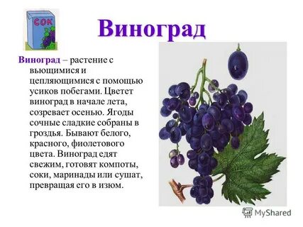 Виноград песня