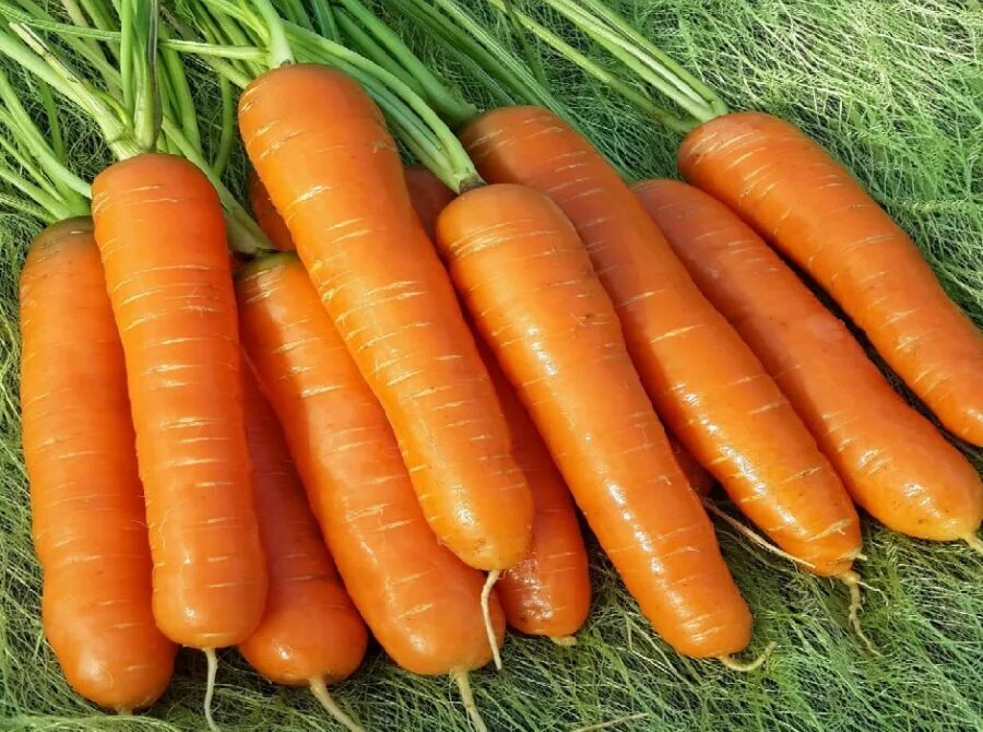 Морковь Нантская 4. Сорт моркови Нантская. Морковь Нантская красная. Морковь ранняя Нантская 4.