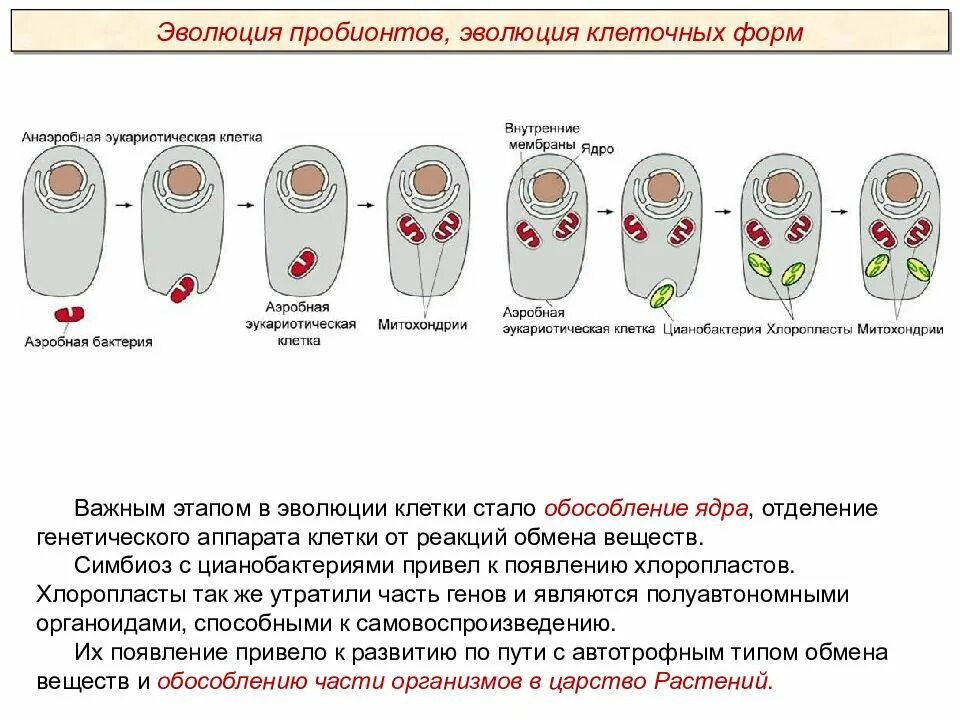 Последовательность стадий развития клеток. Развитие клетки. Эволюция клеточных форм. Эволюция развитие клетки. Рост и развитие клетки.