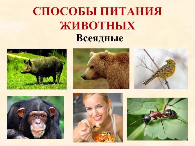 Питание различных животных. Способы питания животных. способ питания всеядных животных. животные по способу питания всеядные. способы как питаются животные.