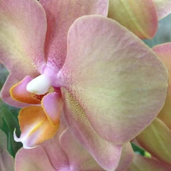 7+ Striped Phalaenopsis Orchid Free Stock Photos - Stockfreeimages 950