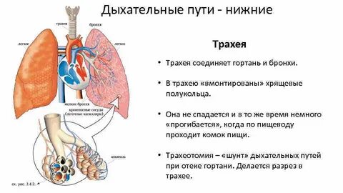 Нижние бронхи