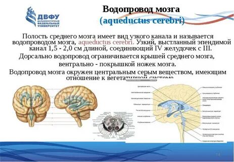 Водопровод среднего мозга