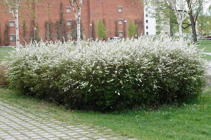 Hybridspirea och norskspirea - vackra, men sen då? Biofilia Plants, Garden