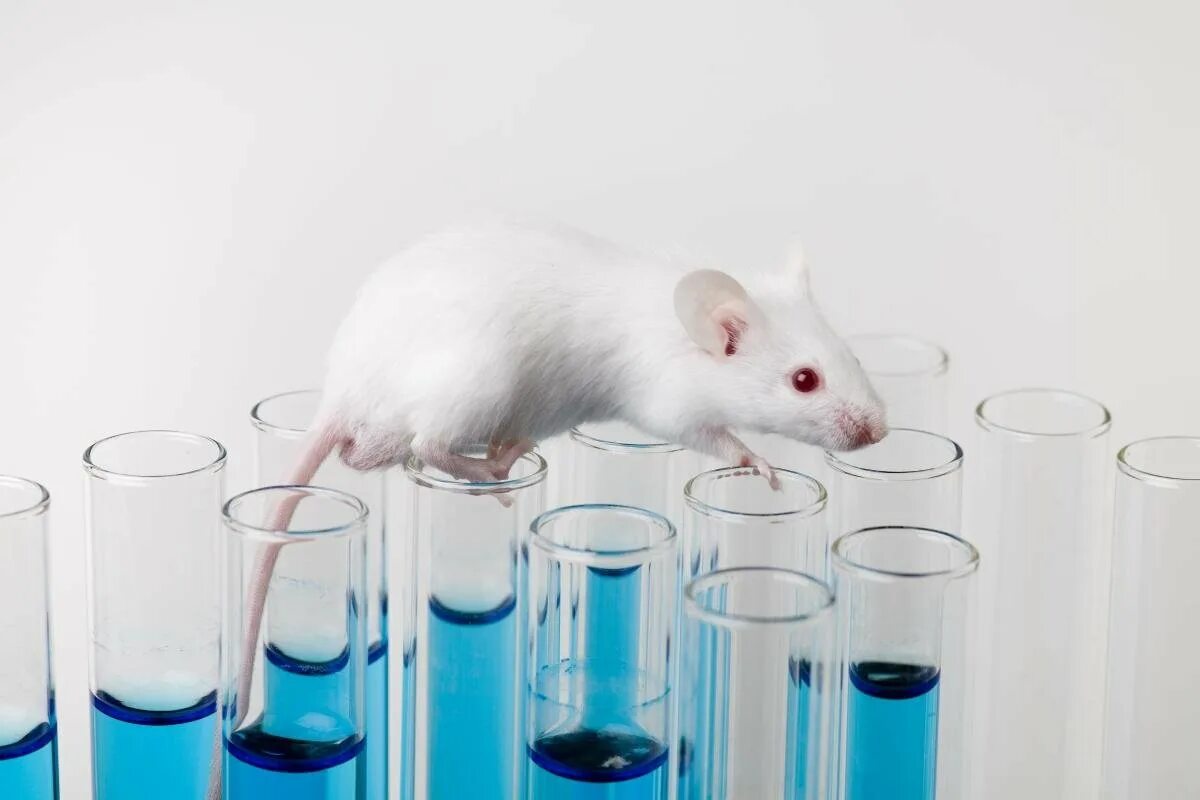 Экспериментальная мышь. Лабораторные животные. Эксперимент с мышами. Лабораторные исследования животных. Лабораторные мыши.