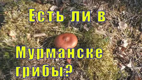 Есть ли грибы в мурманске сейчас 2024