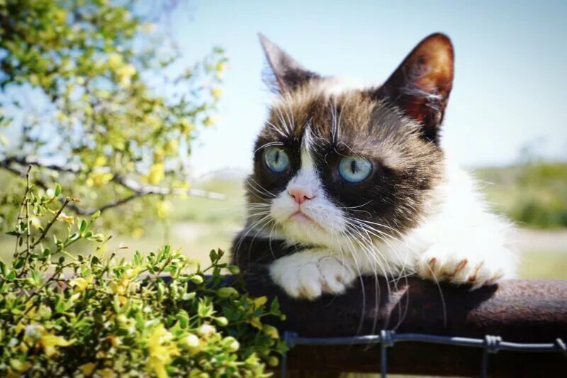 Угрюмый кот. Кот грампи кэт. кот грампи grumpy кэт. грэмми кэт. недовольный кот grumpy cat.