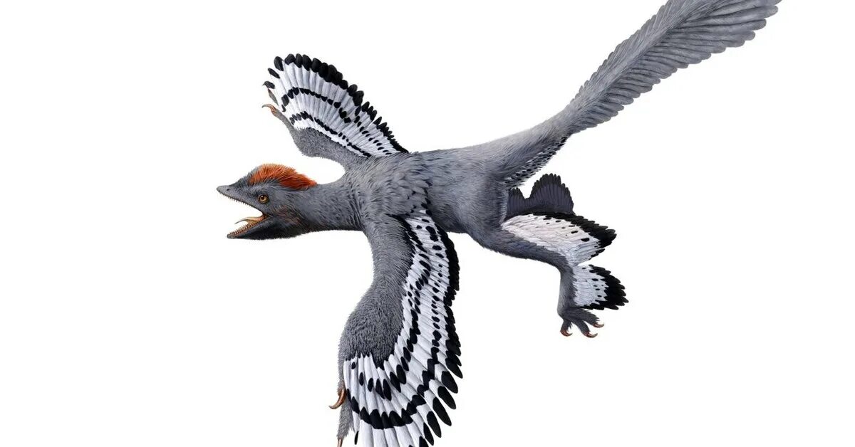 Археоптерикс Эволюция птиц. Анхиорнис. Пернатые динозавры. Микрораптор динозавр.