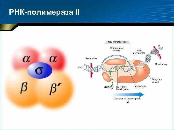 Кофермент РНК полимеразы. Схема РНК полимеразы. РНК полимераза 3. Функции РНК полимеразы 1 2 3.