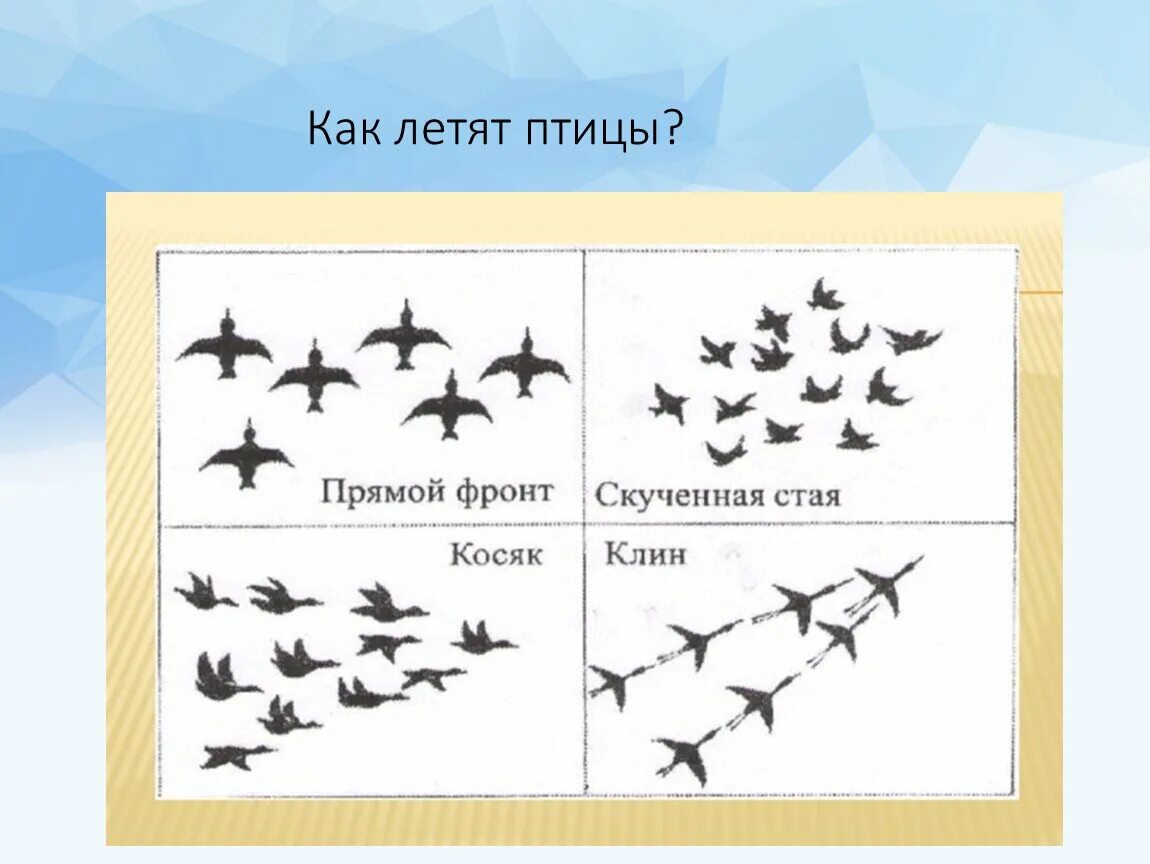 Как летают перелетные птицы. Типы стай перелетных птиц. Виды перелета птиц. Перелетающие птицы для дошкольников. Тем план перелетные