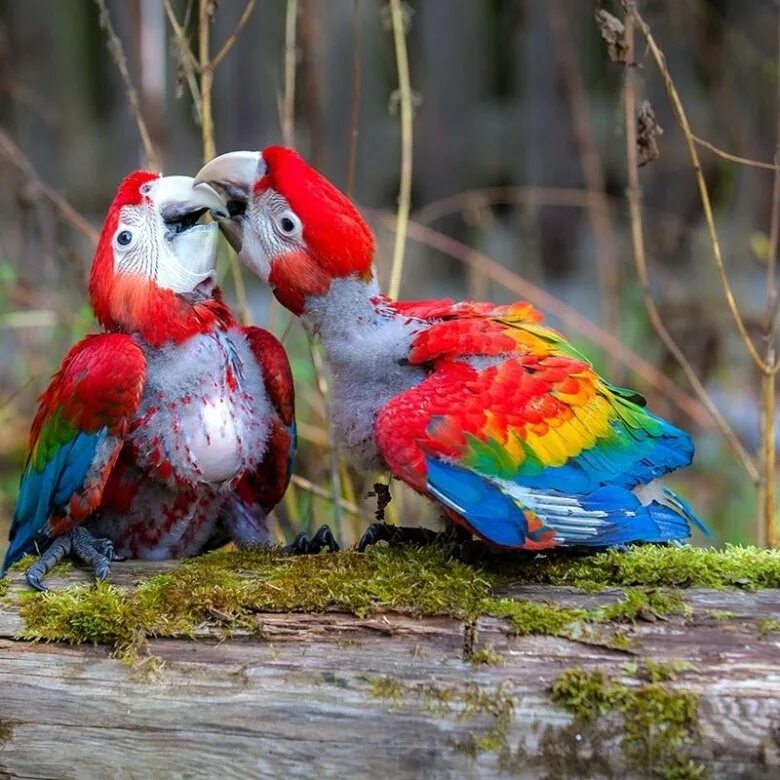 Люди разводящие птиц. Презентация на тему птицеводство. Тест животные. Люди разводящие птиц. Домашние птицы птицеводство.