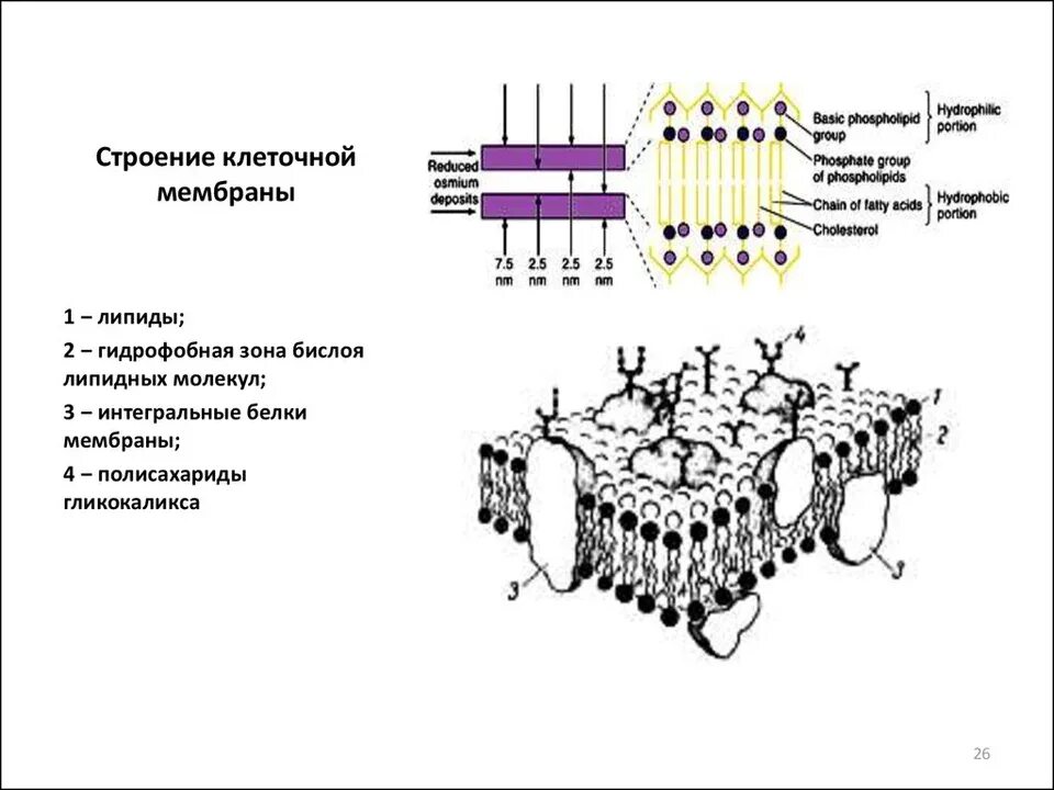 Мембрана строение кратко. Строение мембраны клетки.