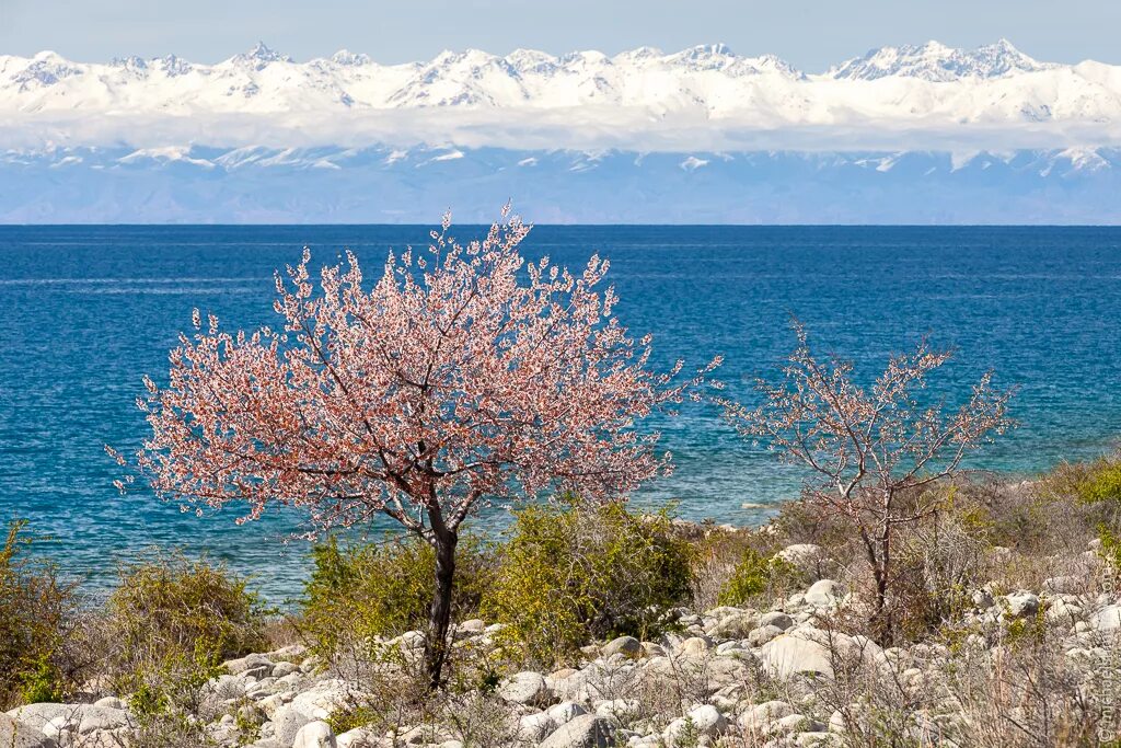 Киргизия в мае. Иссык-Куль и горы. Горы Иссык-Куль Киргизия. Иссык-Куль весной. Растительность Иссык куля.