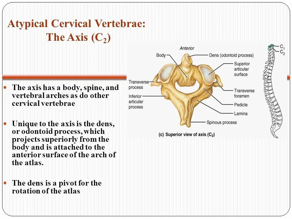 Vertebral anatomy. Передний и задний бугорки на поперечных отростках. Fossa vertebrae. Typical of or for разница. Хотсел «vertebra» в кисловодске.