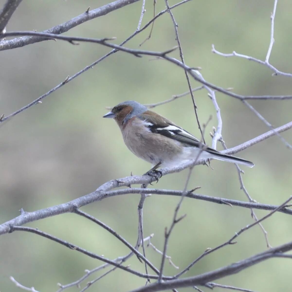 Зяблик зимует. Зяблик (fringilla coelebs). зяблик (fringílla coélebs). сибирский зяблик. зяблик в сибири.