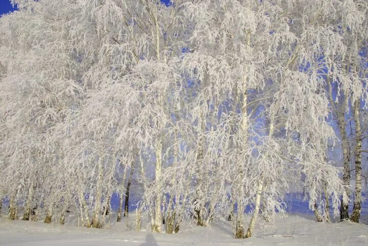 декабрь иней. Holly winter. иней на деревьях. пушистый иней на деревьях. деревья в снегу.