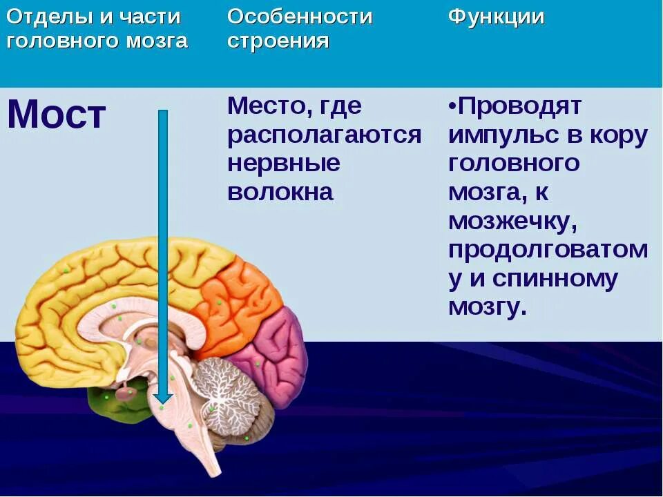 Презентации на тему мозга. Отделы структура и функции головного мозга. Функции пяти отделов головного мозга. Структуры головного мозга биология 8 класс. Строение и функции 5 отделов головного мозга.