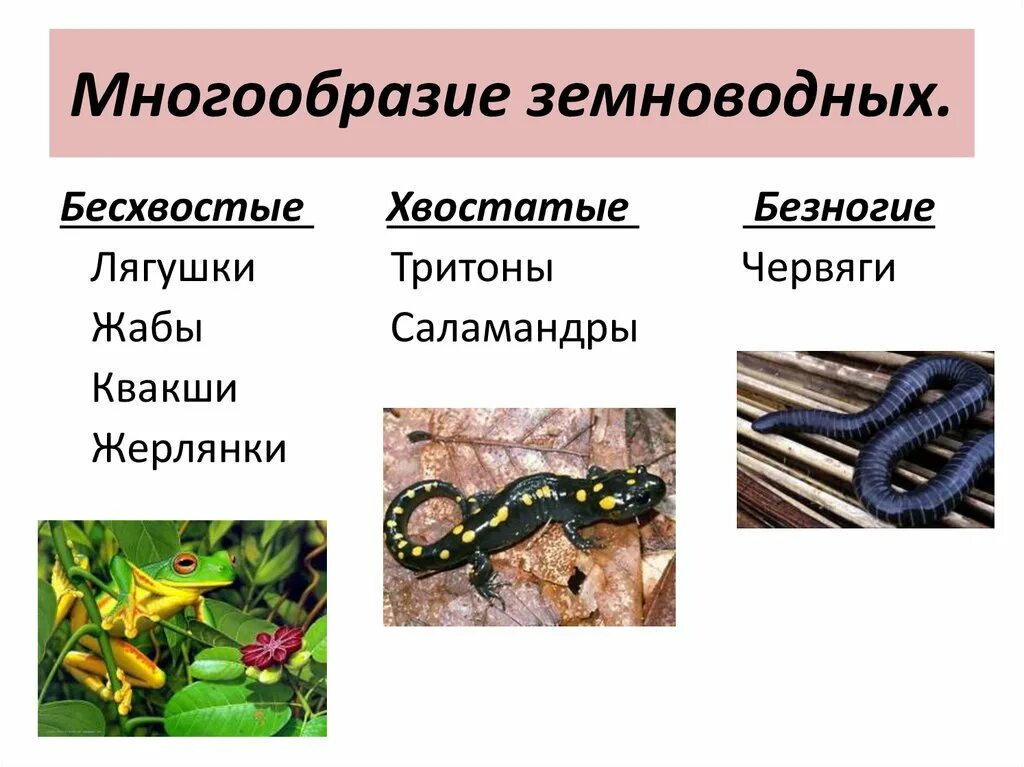 Класс земноводные многообразие. Земноводные хвостатые бесхвостые безногие. Таблица земноводные безногие хвостатые бесхвостые. Многообразие земноводных. Многообразие земноводных бесхвостые.