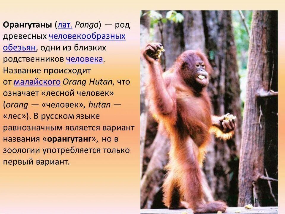 Орангутан занесен в красную книгу. Орангутанг красная книга. орангутан сообщение. красная книга животные орангутанг. информация о орангутанге.