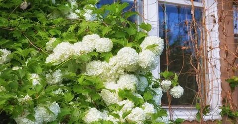 Чем подкормить калину бульденеж весной