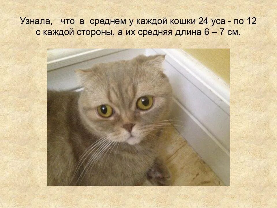Делаем кошке усы. Сколько усиков у кота. усы кошки называются. для чего нужны усы кошкам.