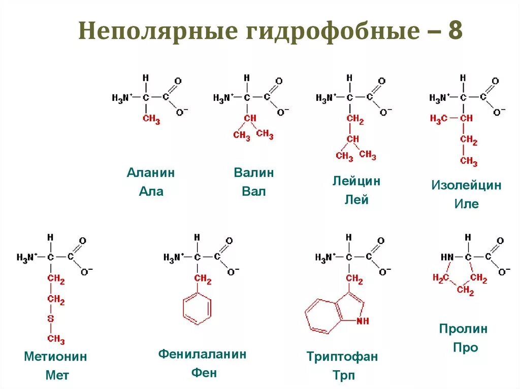 Тир формула. Аминокислоты с неполярным гидрофобным радикалом. Вал фен лей трипептид. Фен аминокислота формула. Неполярные аланин Валин лейцин.