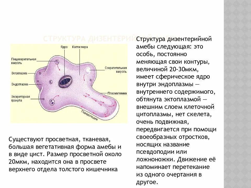 Какую функцию выполняет амеба. Какую функцию выполняет амеба