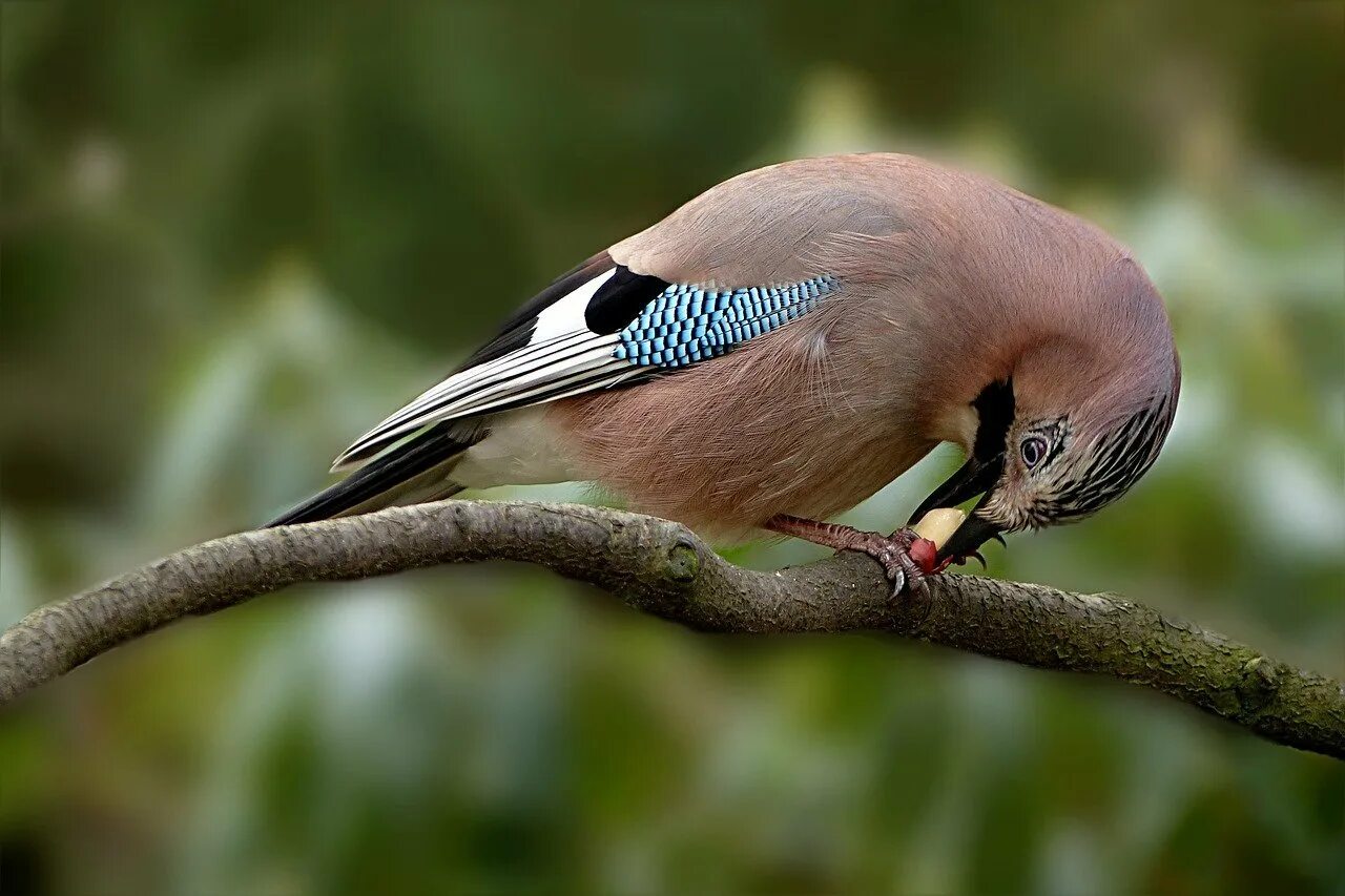 Со́йка garrulus glandarius. Сойка garrulus glandarius. Garrulus glandarius птица. Серая Сойка птица