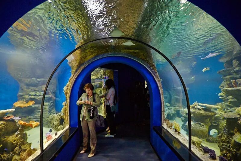 павильон рыба. рыбки в новосибирске. рыбки в новосибирске. центр океанографии и морской биологии новосибирск. рыбка пельвикахромис пульхер.