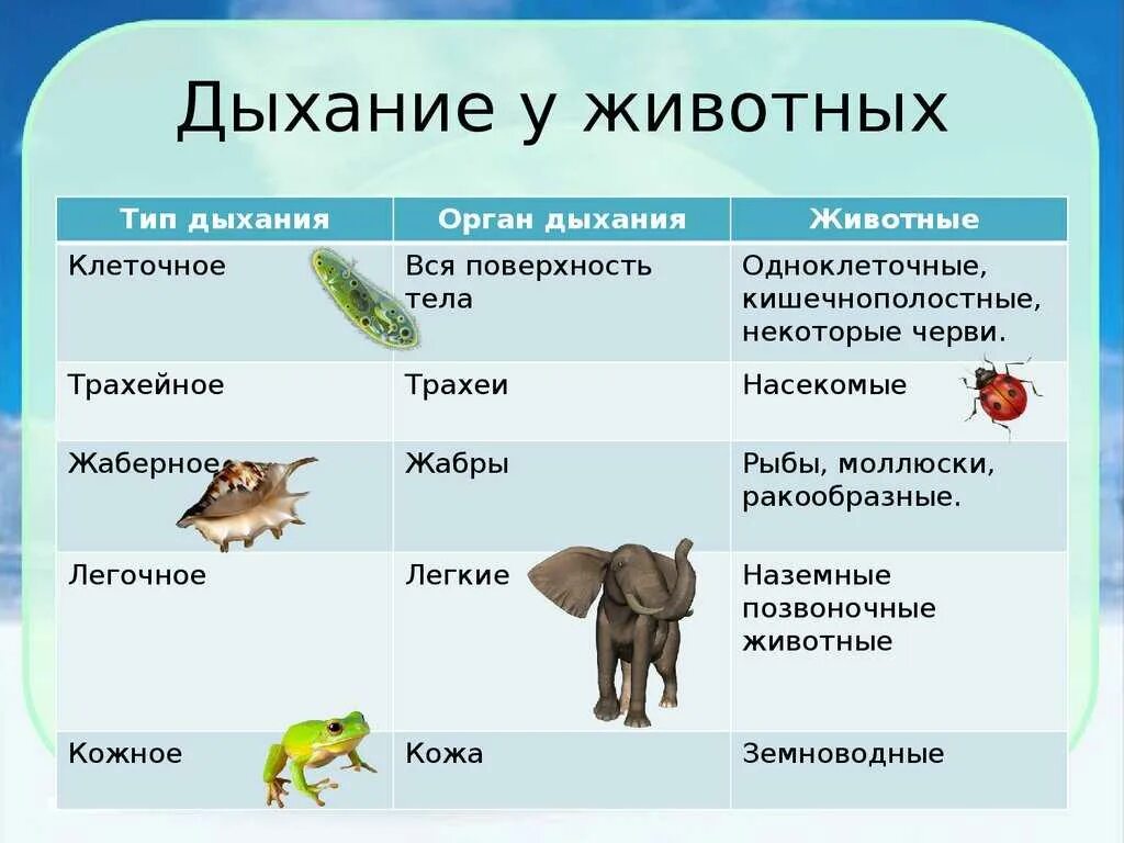 Больше всего живых организмов находится. Таблица органов дыхания у животных биология. Способы дыхания животных. Органы дыхания животных таблица. Как дышат животные.