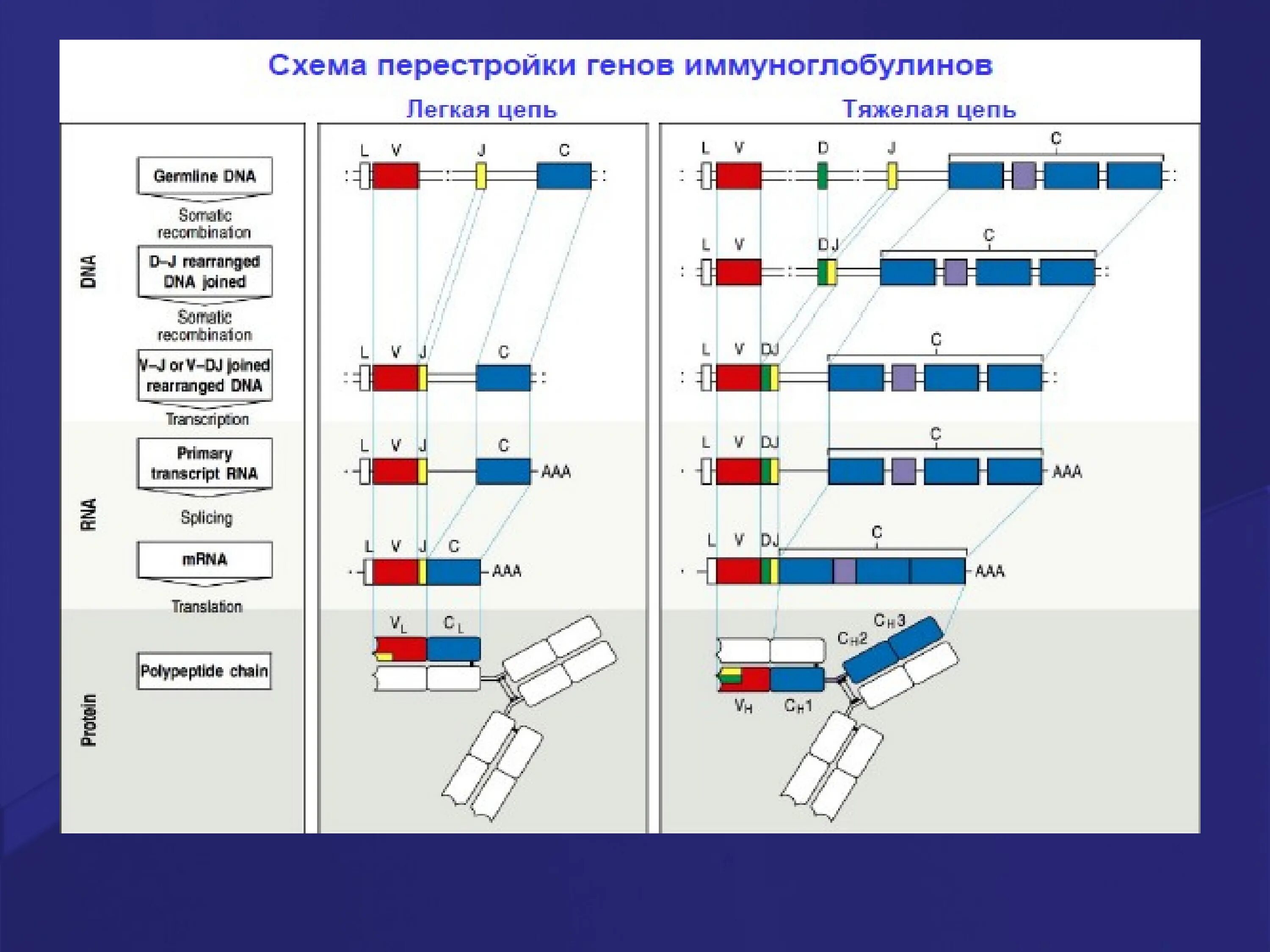Перестройка генов. Генетика иммуноглобулинов. Перестройка иммуноглобулинов. Схема перестройки генов кодирующих в клеточный Рецептор.