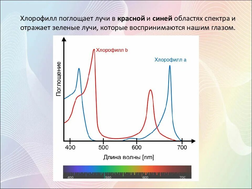 Какой спектр поглощает хлорофилл. Спектры поглощения хлорофилла максимумы поглощения. спектр поглощения пигмента хлорофилла. пик поглощения хлорофилла спектр. максимум поглощения хлорофилла а.
