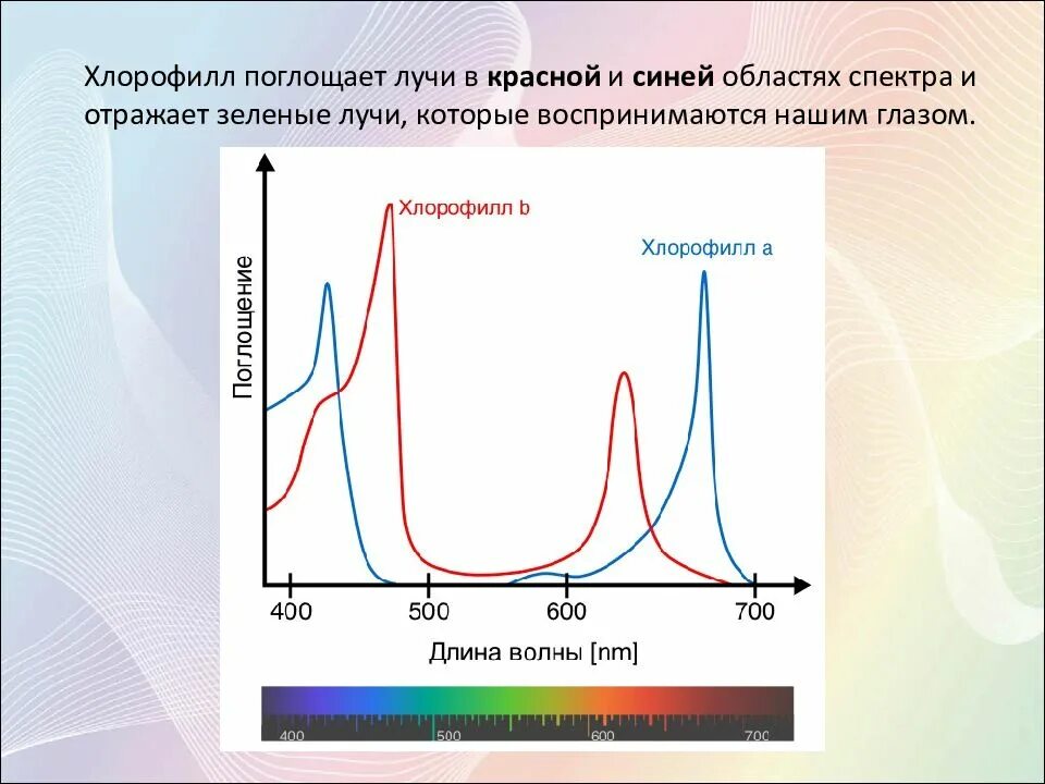 Максимум поглощения хлорофиллов. Спектр поглощения хлорофилла. Спектр поглощения хлорофилла имеет максимумы. Спектр поглощения хлорофилла график. Хлорофиллы поглощают свет