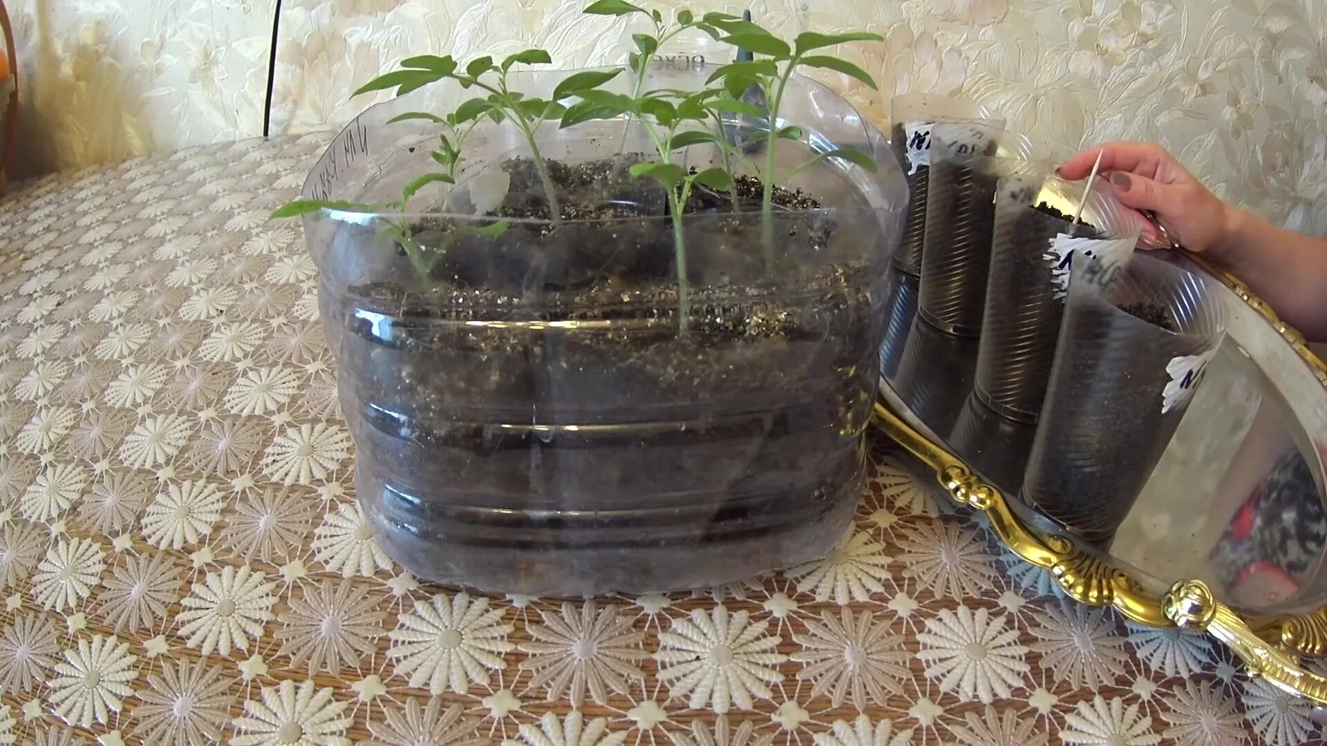 китайский метод посадки помидор. китайский метод выращивания рассады томатов. пикировка томатов китайским способом. китайский метод выращивания рассады томатов. пикирование рассады помидор.