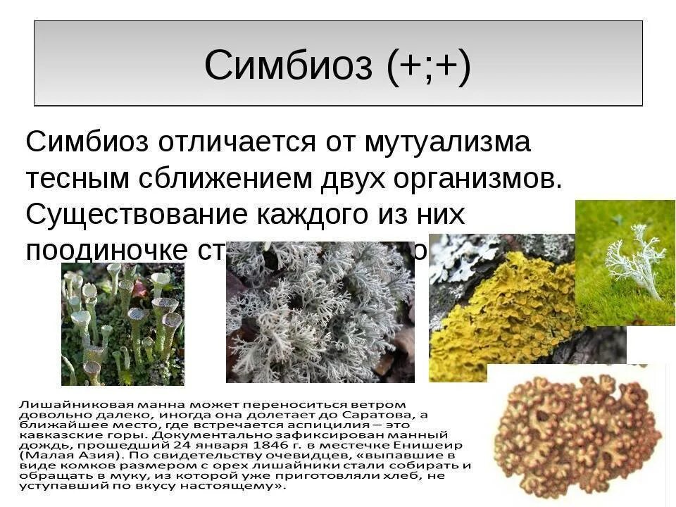 Чем отличается симбиоз от мутуализма. Симбиоз мутуализм. Отличие симбиоза от мутуализма. Пример симбиотических отношений организмов.