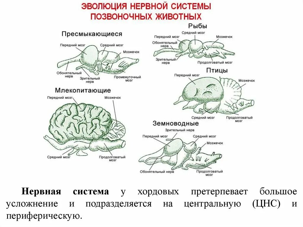 У каких животных есть нервная система. Эволюция нервной системы беспозвоночных. эволюция нервной системы у животных таблица 7 класс биология. нервная система позвоночных животных. эволюция позвоночных животных схема.