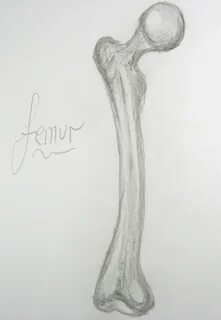Кости нарисованные карандашом