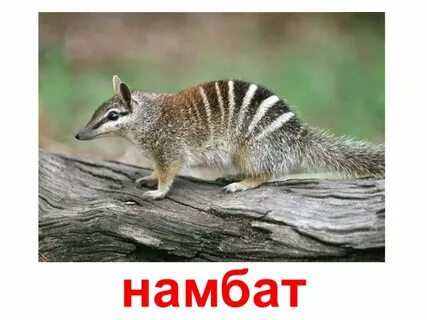 Сумчатые обитают