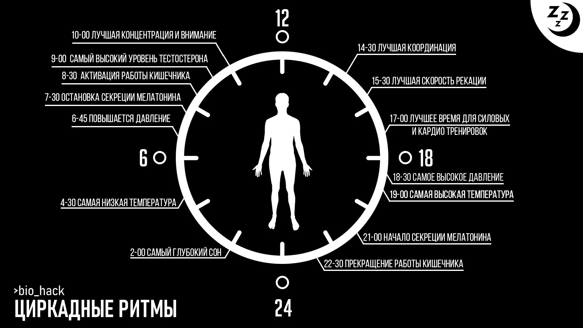 Если в течении суток самая высокая. Биоритмы циркадные ритмы. Циркадные циклы сна. Циркадные циклы человека , биологические часы. Циркадын ЕРИТМЫ.