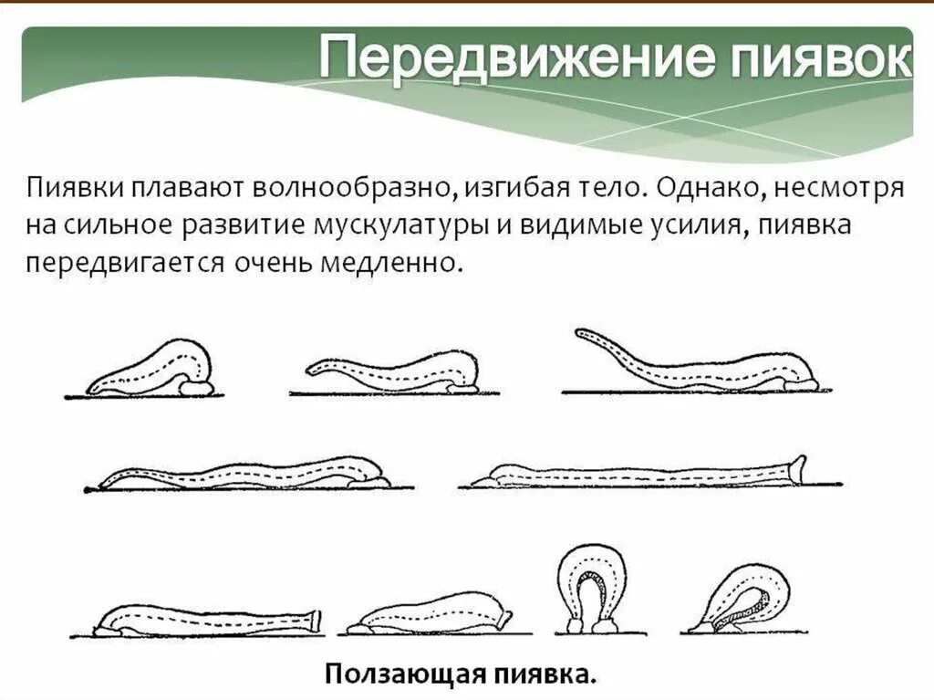 Размножение пиявок кокон. Кольчатые черви пиявки представители. Тип кольчатые класс пиявки. Развитие пиявок. Цикл развития пиявки схема.