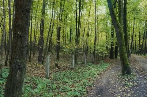 Опытные леса
