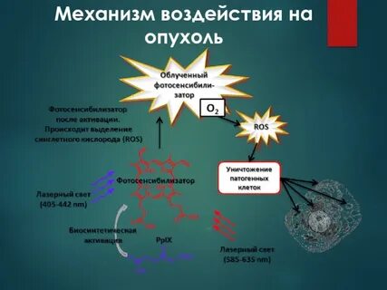 Механизм действия на организм