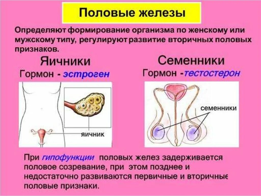 Железы женских органов