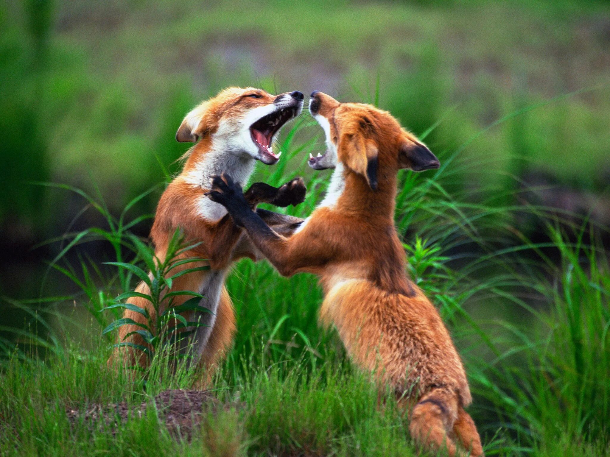 Animal communication. Взаимоотношения животных. Конкуренция в природе. Конкуренция животных. Конкуренция между животными.