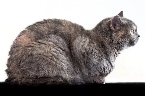 Кошка боком