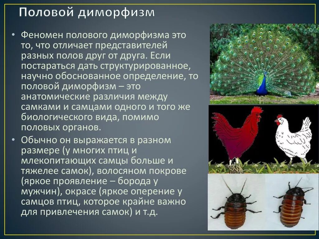 Морфологическим полом